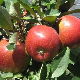 Apples – Tagliani Vivai