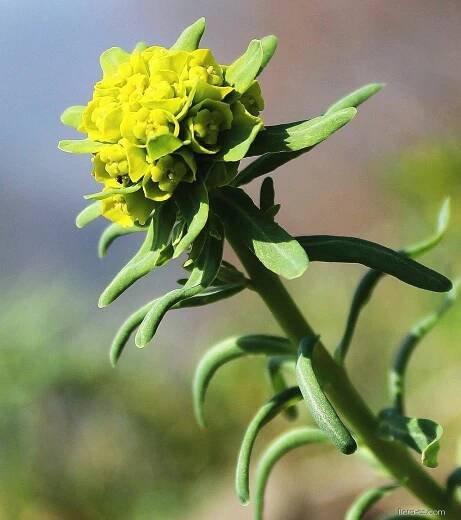 Pryšec chvojka (Euphorbia cyparissias), květy, květenství