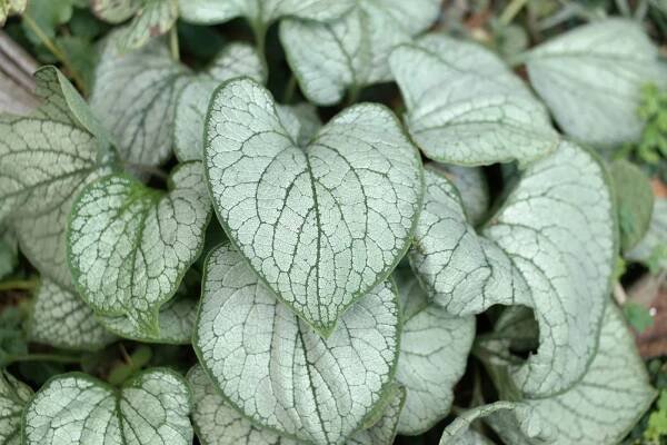 Brunnera SILVER HEART
