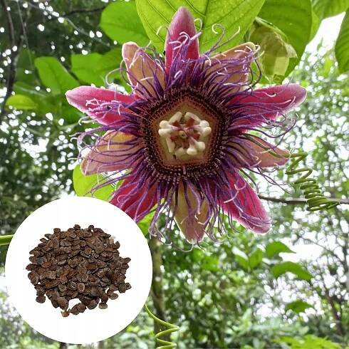 Semena mučenky obrovské – MARAKUJA Passiflora Quadrangularis 5 semen