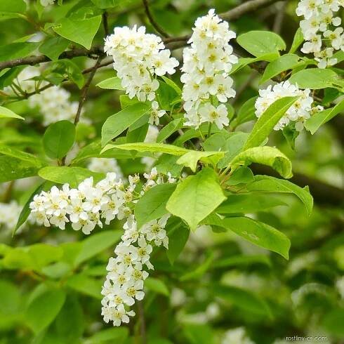 Střemcha obecná (Prunus padus), květy, květenství