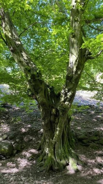 Fotogalerie • Habr s ikonou svaté Jenoféfy (Významný strom) • Mapy.com