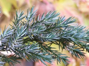 Jalovec polehlý - Juniperus horizontalis Wiltonii, větve, větévky