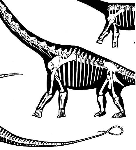 (PDF) Early Evolution and Higher-Level Phylogeny of Sauropod Dinosaurs
