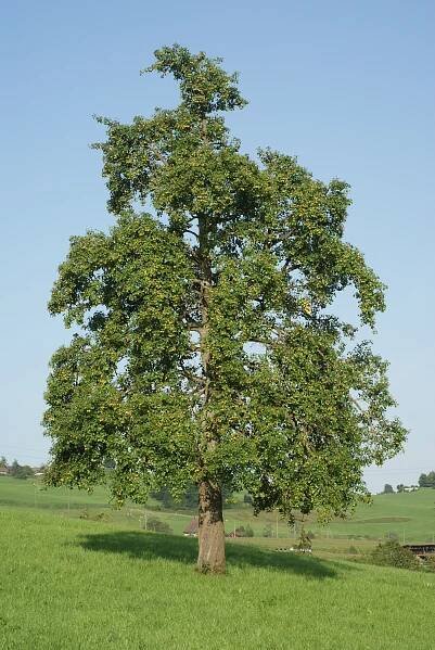 PKR/Pyrus communis