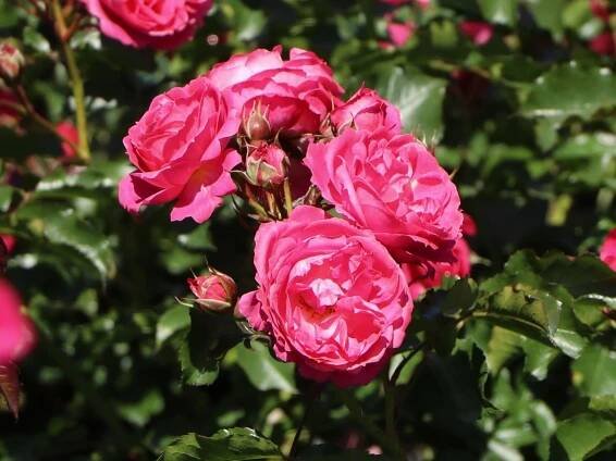 Růže mnohokvětá Kordes Terrosa, Rosa Moin Moin, růžová, velikost kontejneru 9 l