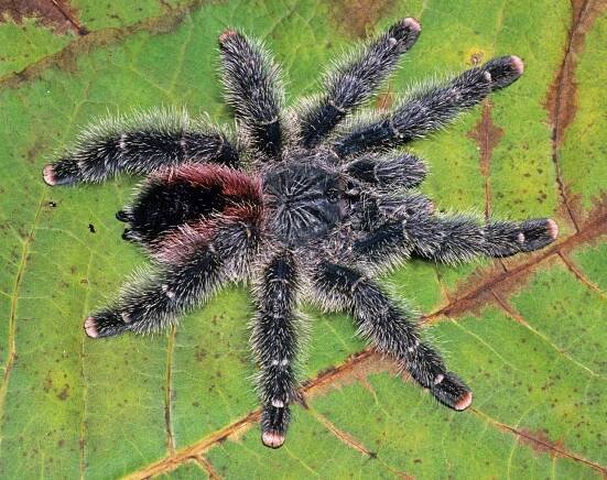 Avicularia variegata F. O. Pickard-Cambridge, 1896 , female, Amazonas, Brazil