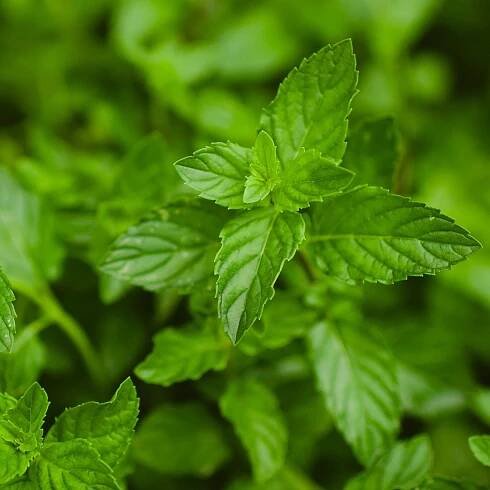 Peppermint Mint (2 Pack)