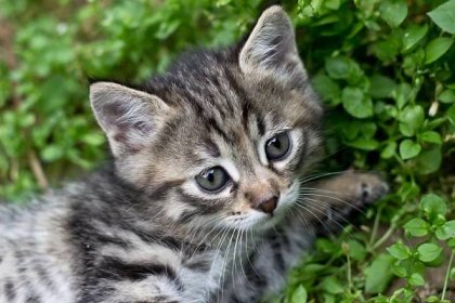 Nejčastější kočičí nemoci, které mazlíčka na jaře ohrožují