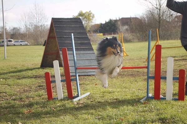 Agility – Základní kynologická organizace č. 176 Hostivice