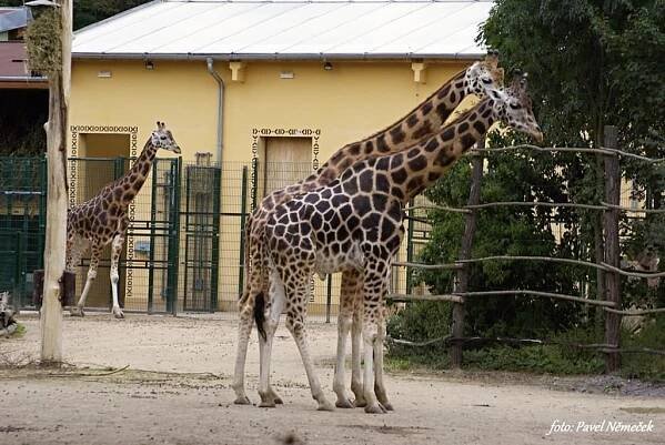 Plzeňské zoo je devadesát let! Zažila velké oslavy - FOTKY - QAP.cz