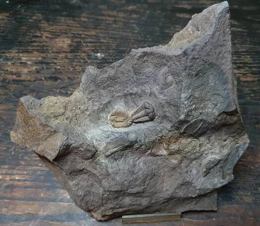 Trilobiti Conocoryphe cirina a  - Sběratelství
