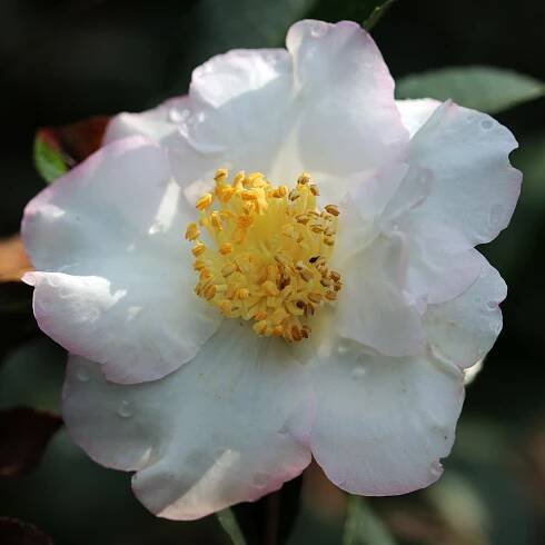 Camellia Sasanqua Setsugekka