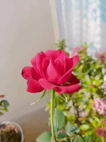 Rosas rosa bonitas no jardim — Imagem de Stock