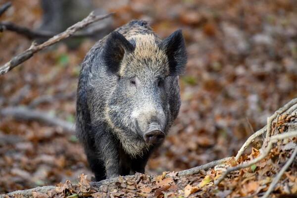 Prafe! aneb Prase divoké, divočák a Sus scrofa – Modrý Petr