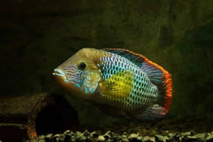 green terror, Andinoacara rivulatus, male in stunning spawning colors, popular domestic ornamental Cichlidae fish, favourite species among aquarists in nature aquarium with no plants