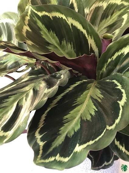 Calathea-Medallion-3x4-Product-Peppyflora-01-b-Moz