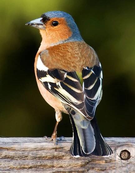 chaffinch