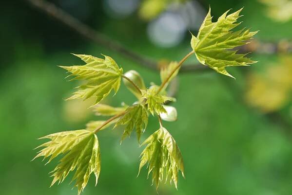 Acer platanoides 'Drummondii' - javor mléčný 'Drummondii' - jarní větévka 