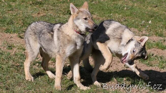 1. sraz A-Buddywolf - Buddywolf
