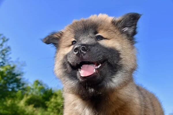 Pes, Mladý Pes, Dorost, Pes Eurasier
