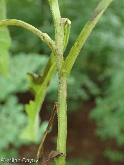 Senecio nemorensis agg. – okruh starčku hajního