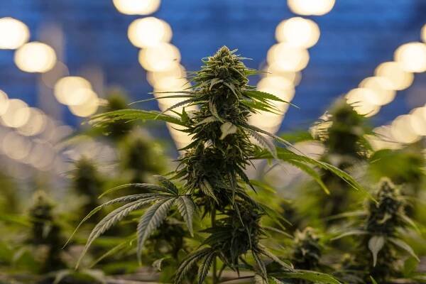 Cannabis Prohibition’s Last Stand