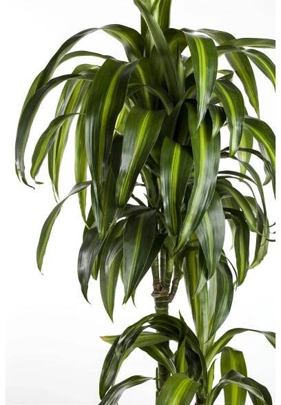 Dračinec "Cintho" výška cca 150-155 cm průměr květináče cca 31 cm Dracaena fragr