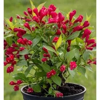 Weigela 'All Summer Red´ 20–30 cm