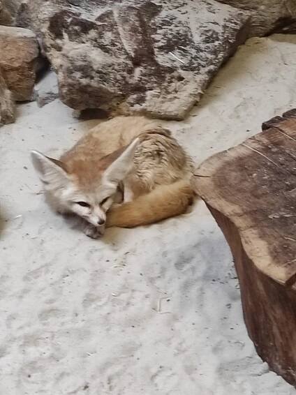 Výlet ZOO Jihlava | Mateřská škola Žďár nad Sázavou