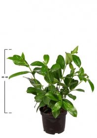 Kirschlorbeer 'Rotundifolia'