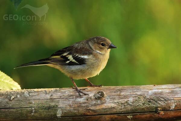 Chaffinch / pěnkava obecná (Fringilla coelebs)