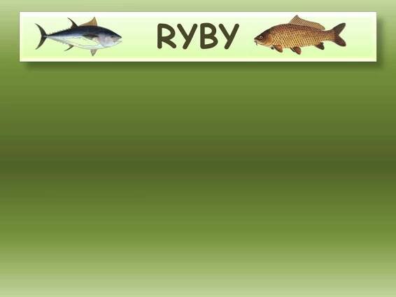 PPT - RYBY PowerPoint Presentation, free download - ID:5009158