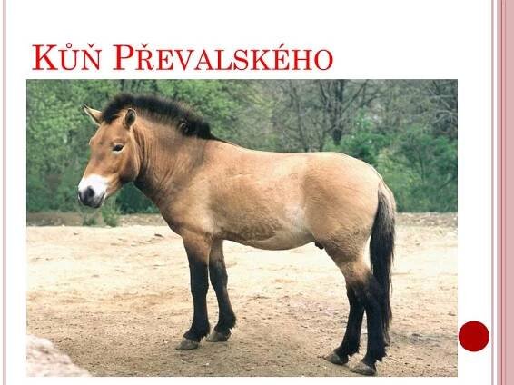 Lichokopytníci – Materiály pro žáky ZŠ