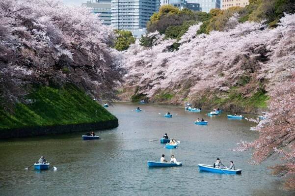 Best Sakura (Cherry Blossom) Spots in Tokyo - Chidorigafuchi 1