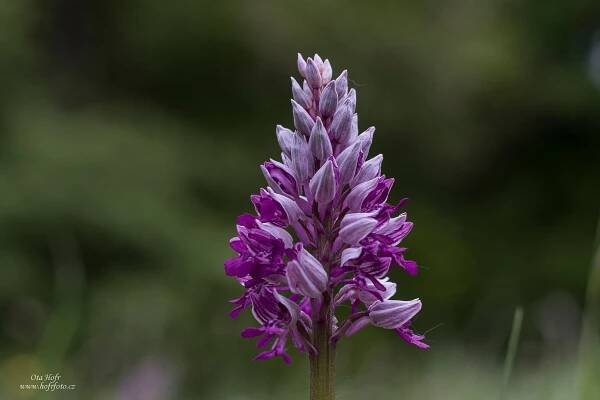 Orchideje Bílých Karpat III – Vstavačovité - Ota Hofr Photography