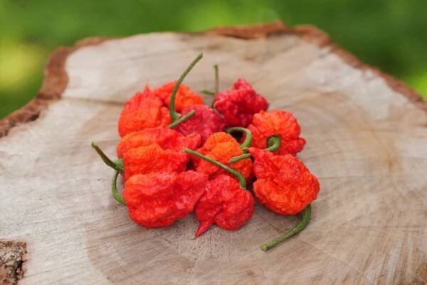 Carolina Reaper HP22B | Chilli semena | Chilli semena | Chilli semínka | Chilli omáčky | GOROL CHILLI