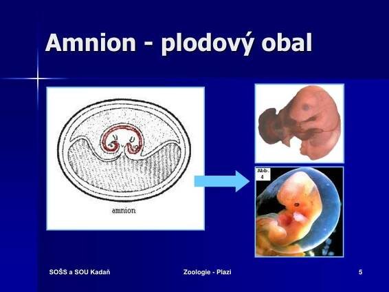 PPT - ZOOLOGIE PLAZI - REPTILIA PowerPoint Presentation, free download - ID:1291664