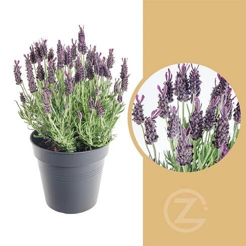 Levandule smilovitá, Lavandula stoechas Anouk, skladem