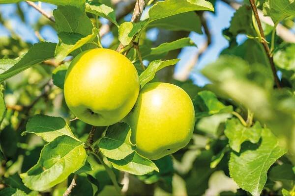 Golden Delicious