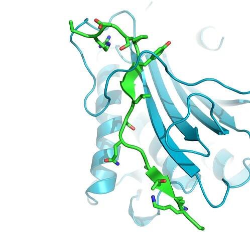 C. elegans HTP-2