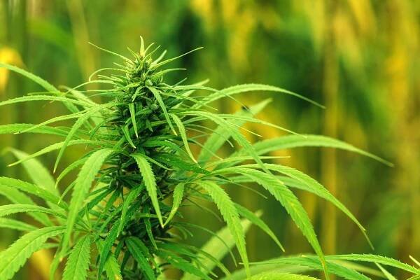 Mexičtí poslanci schválili legalizaci marihuany, osm rostlin na domácnost