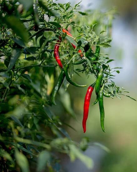 Chilli papričky vás postaví na nohy - Florenium