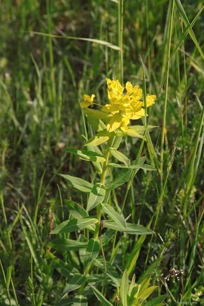 Pryšec kosmatý (Euphorbia illirica)