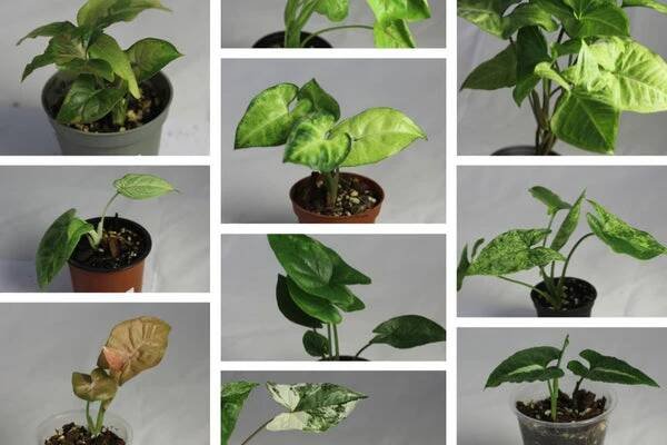 Syngonium: pěstování a péče o pestrobarevné listy – Farmářky z paneláku