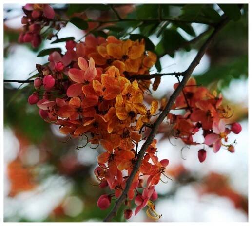 A Red Cassia in late flower
