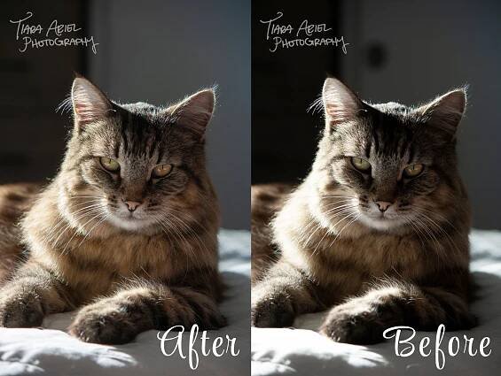 Tiara Ariel Pet Portrait Photography 