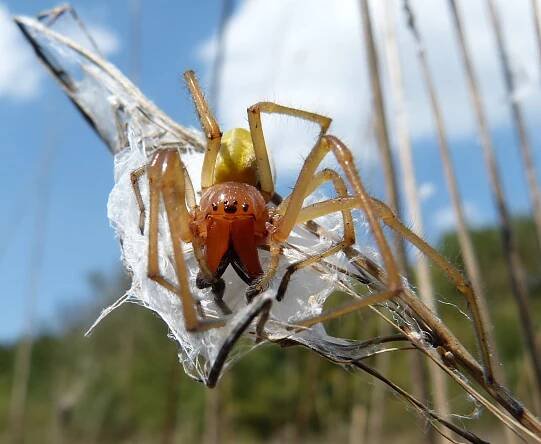 cheiracanthium punctorium ("žlutý vak spider") - pokoutník domácí - stock snímky, obrázky a fotky