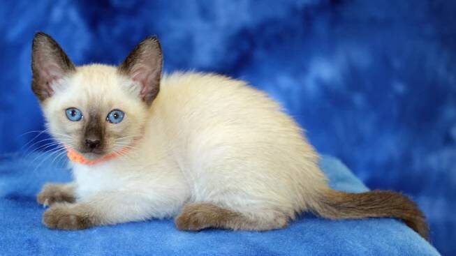 Felicia’s third litter at SEVEN weeks