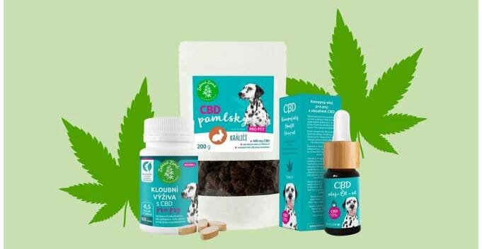 CBD pro psy: proč a jak ho používat